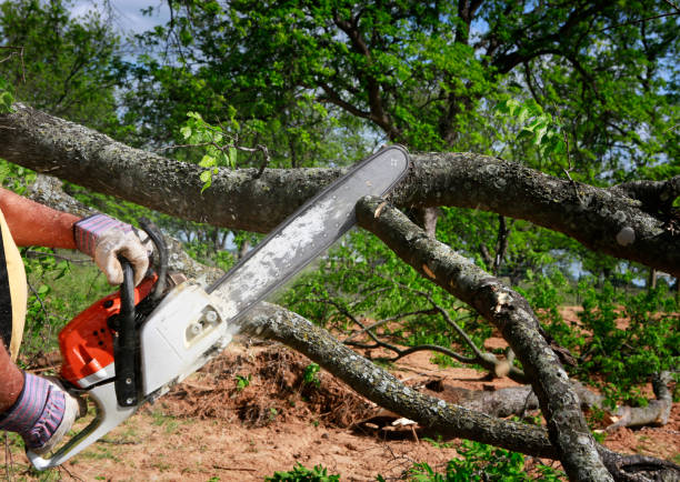 Tree Care